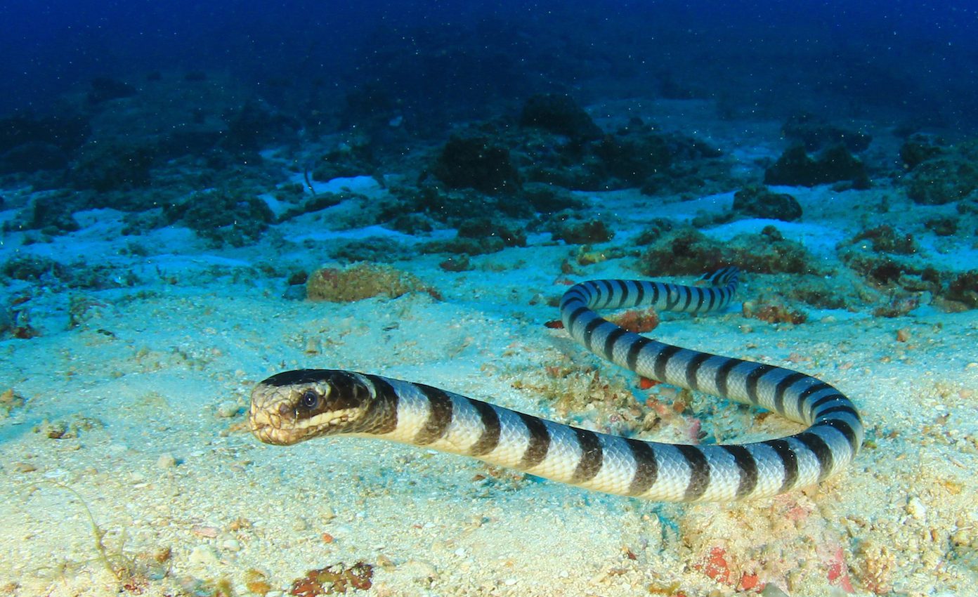 Sea snakes found diving deep into the ocean’s twilight zone
