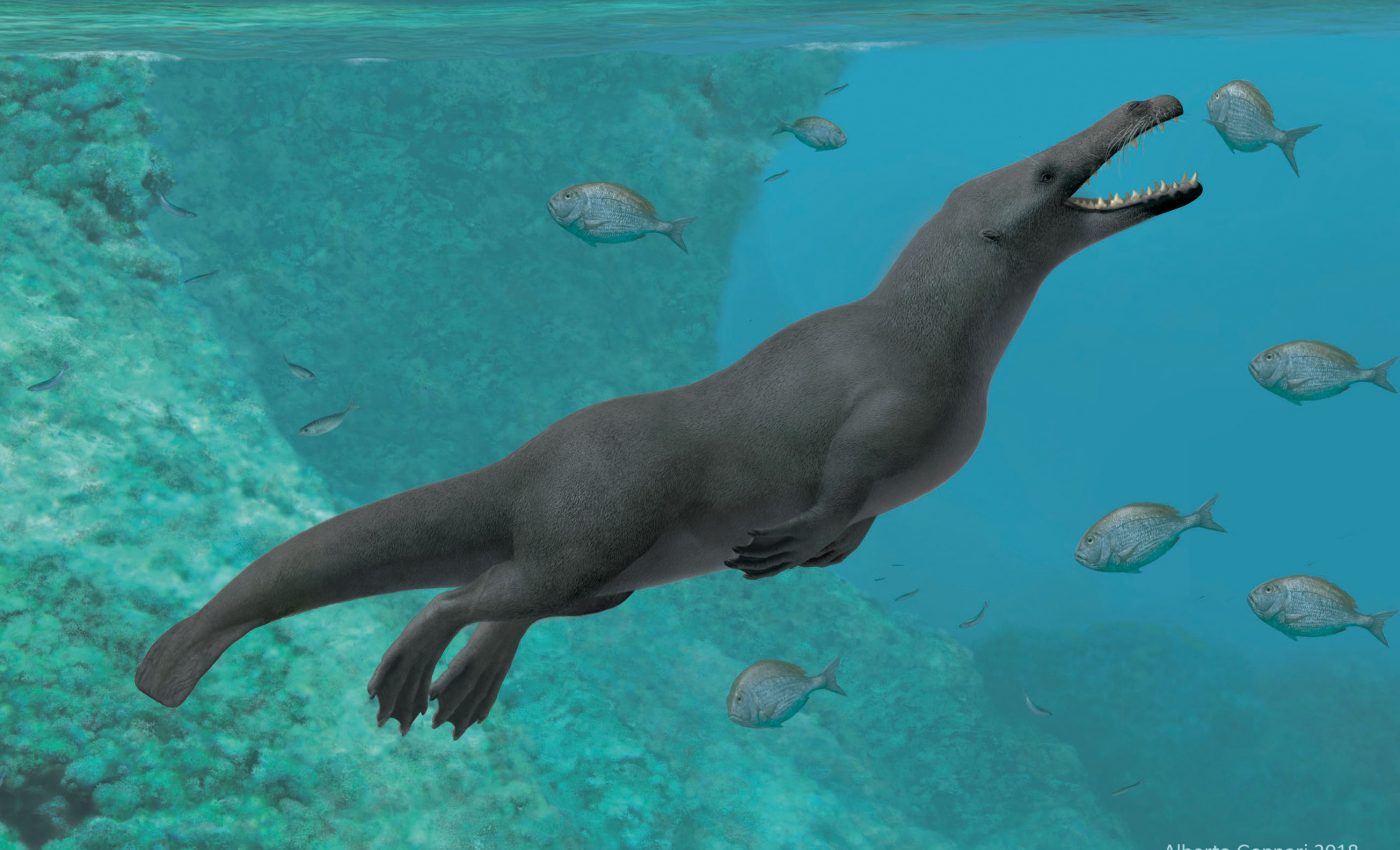 Prehistoric, four-legged whale found on Peruvian coast