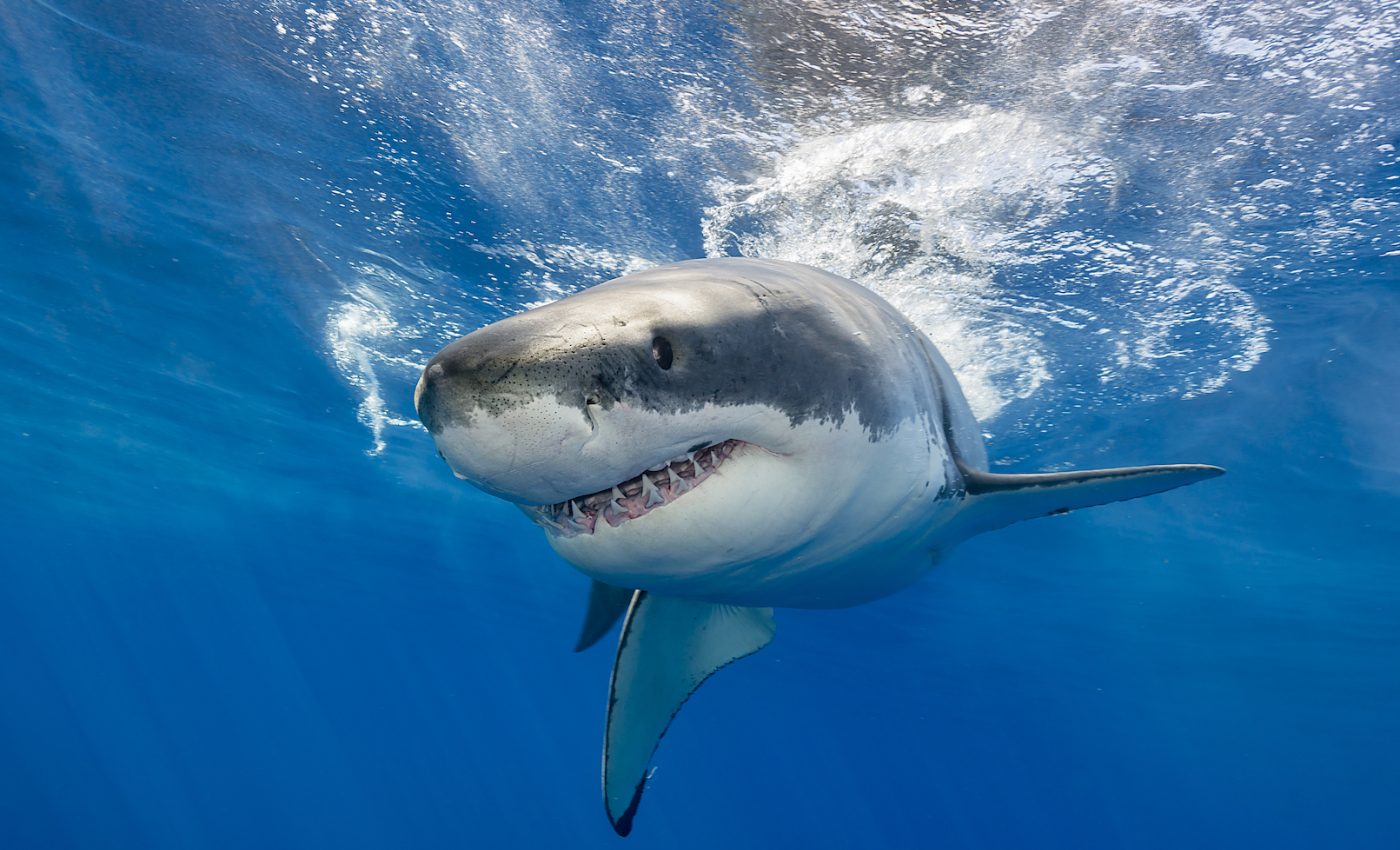 Great white sharks carry high levels of mercury, arsenic in their blood