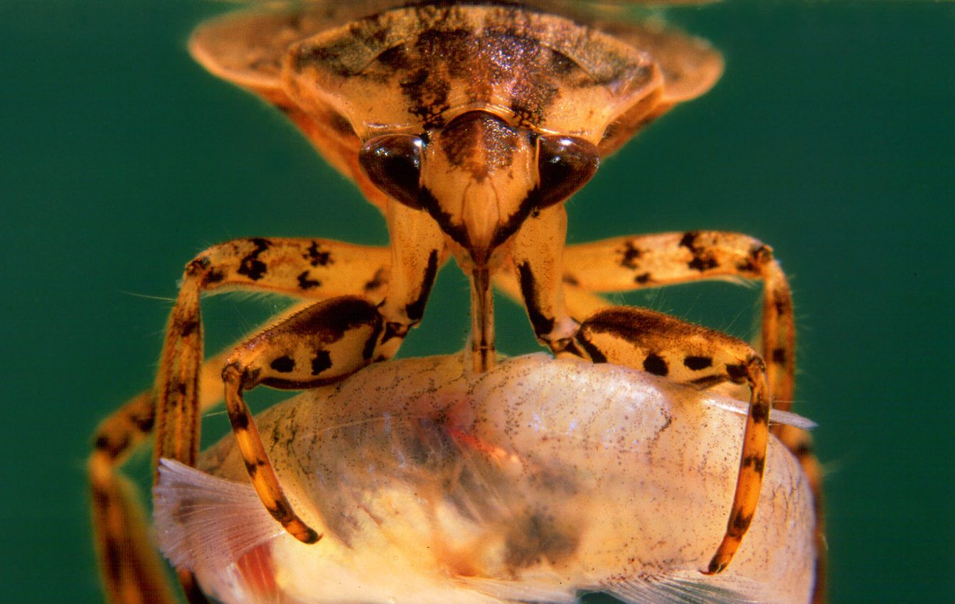 Giant water bugs are fierce and fearless predators
