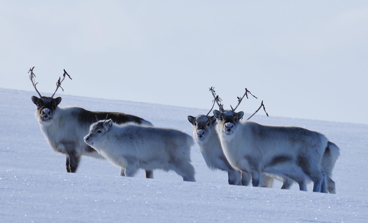 Extreme weather in the Arctic may affect animals in unexpected ways