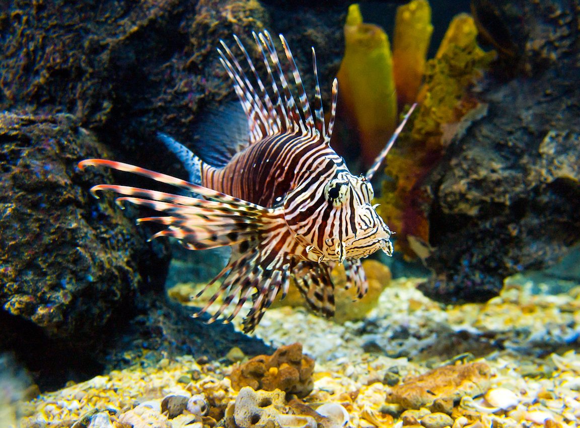 Exotic marine species pose a complex threat to their new environment