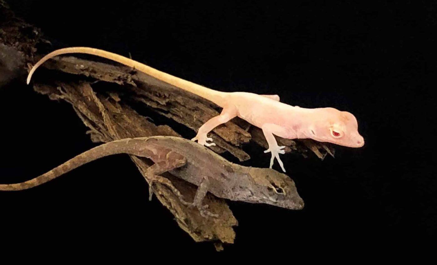 Researchers create the first ever gene-edited lizards