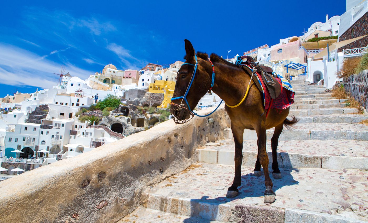 Campaign urges tourists to think before supporting donkey taxi rides