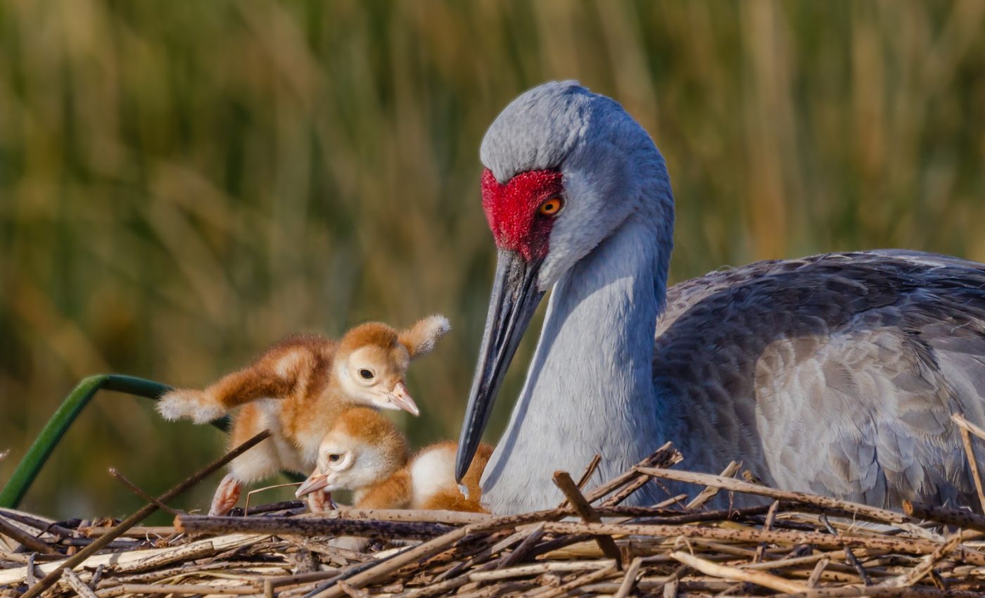 Birds in springtime: How to catch birds migrating and raising their young