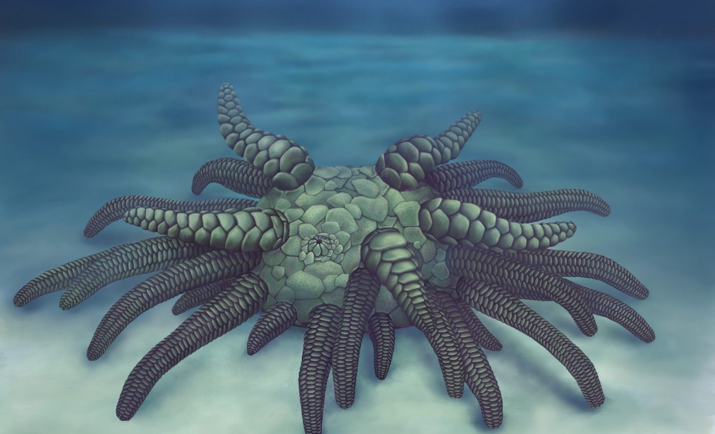 430 million-year-old sea species had 45 tentacle tube feet