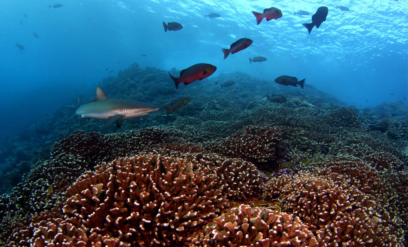 Coral reef microbes have distinct day and night rhythms