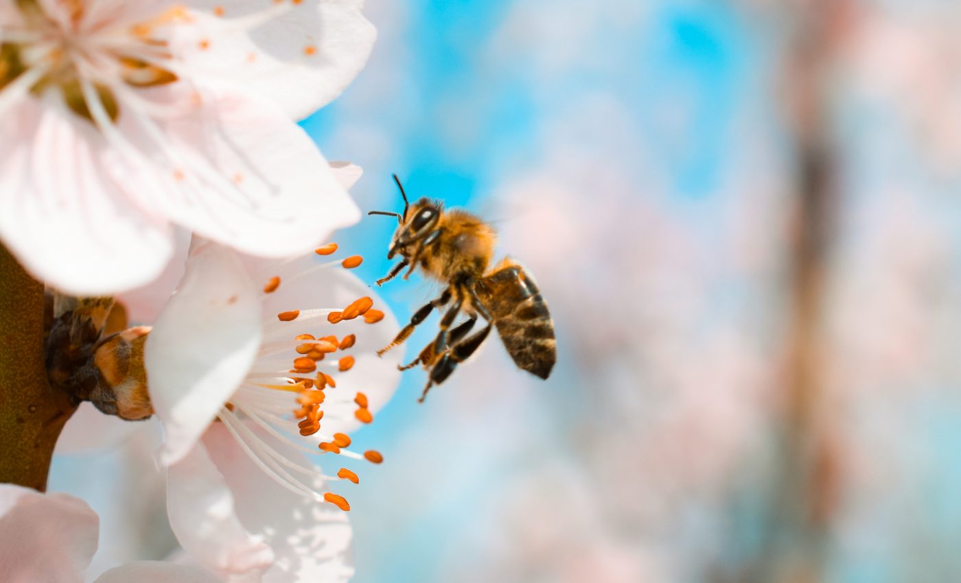 Pesticide said to be safer for bees still has a harmful impact