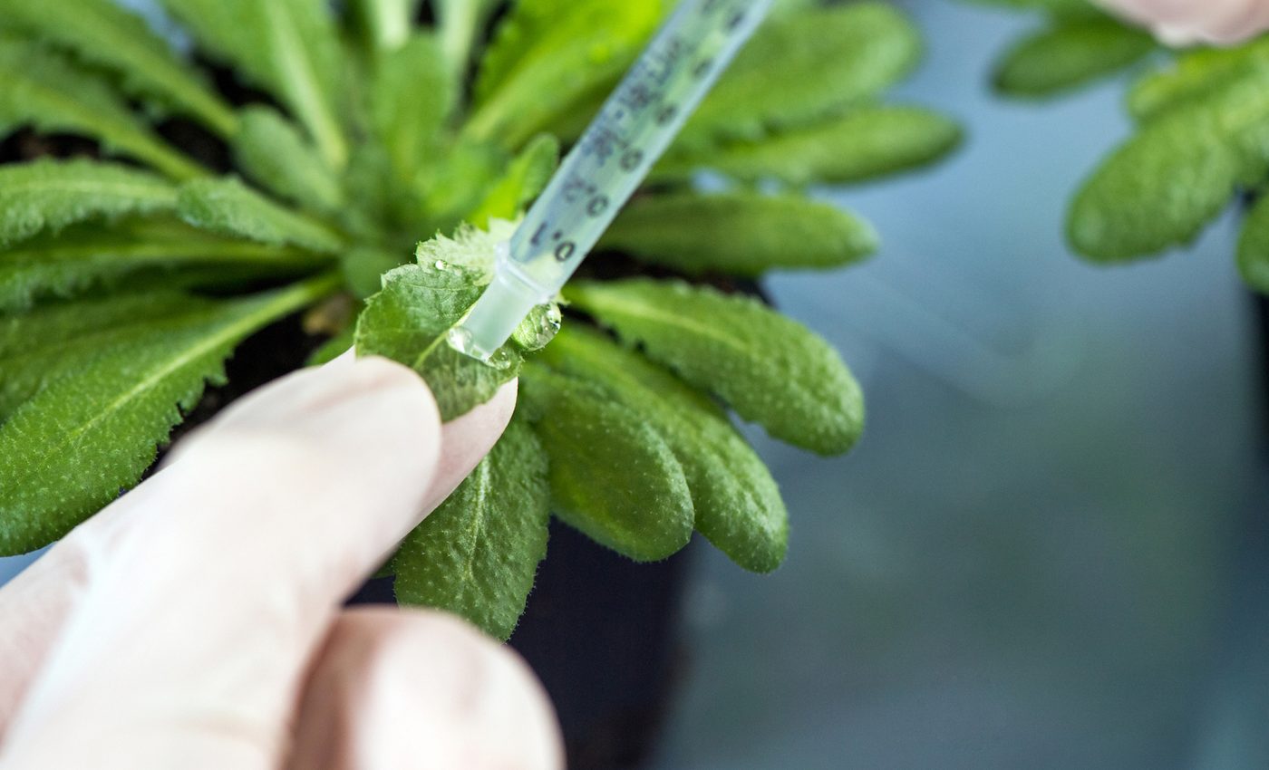 Plants have sophisticated immune systems to defend themselves