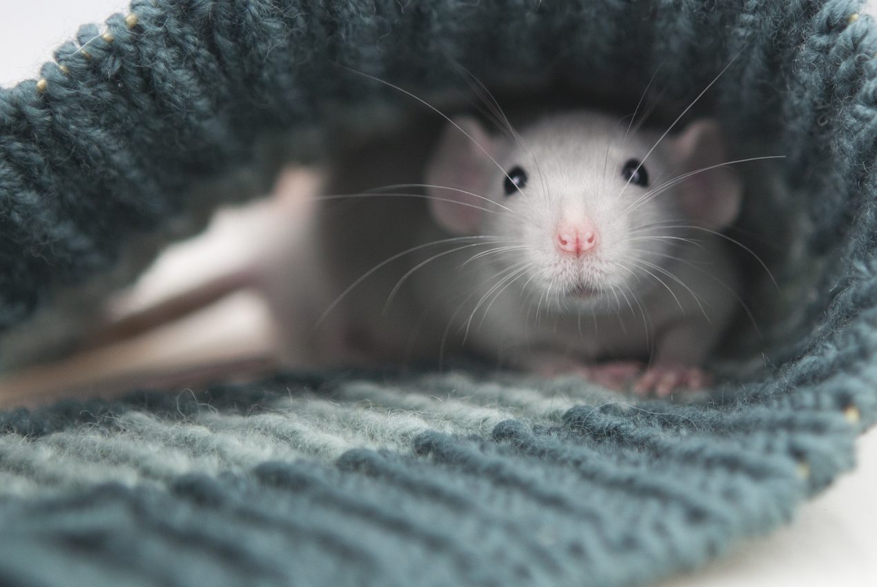 Animals can feel empathy, new research shows