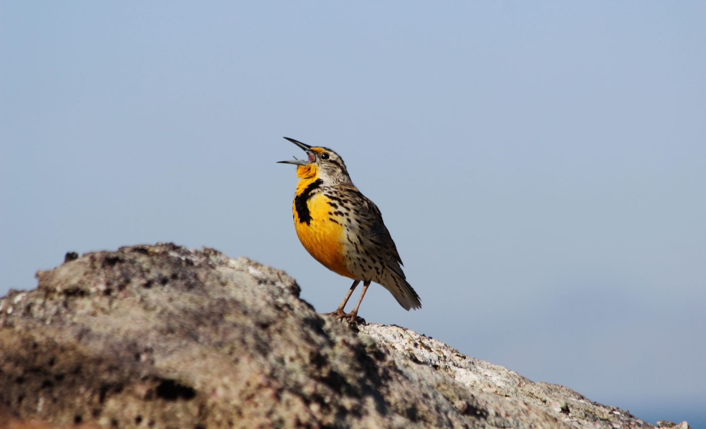 Why do birds have their own unique organ for producing sound?
