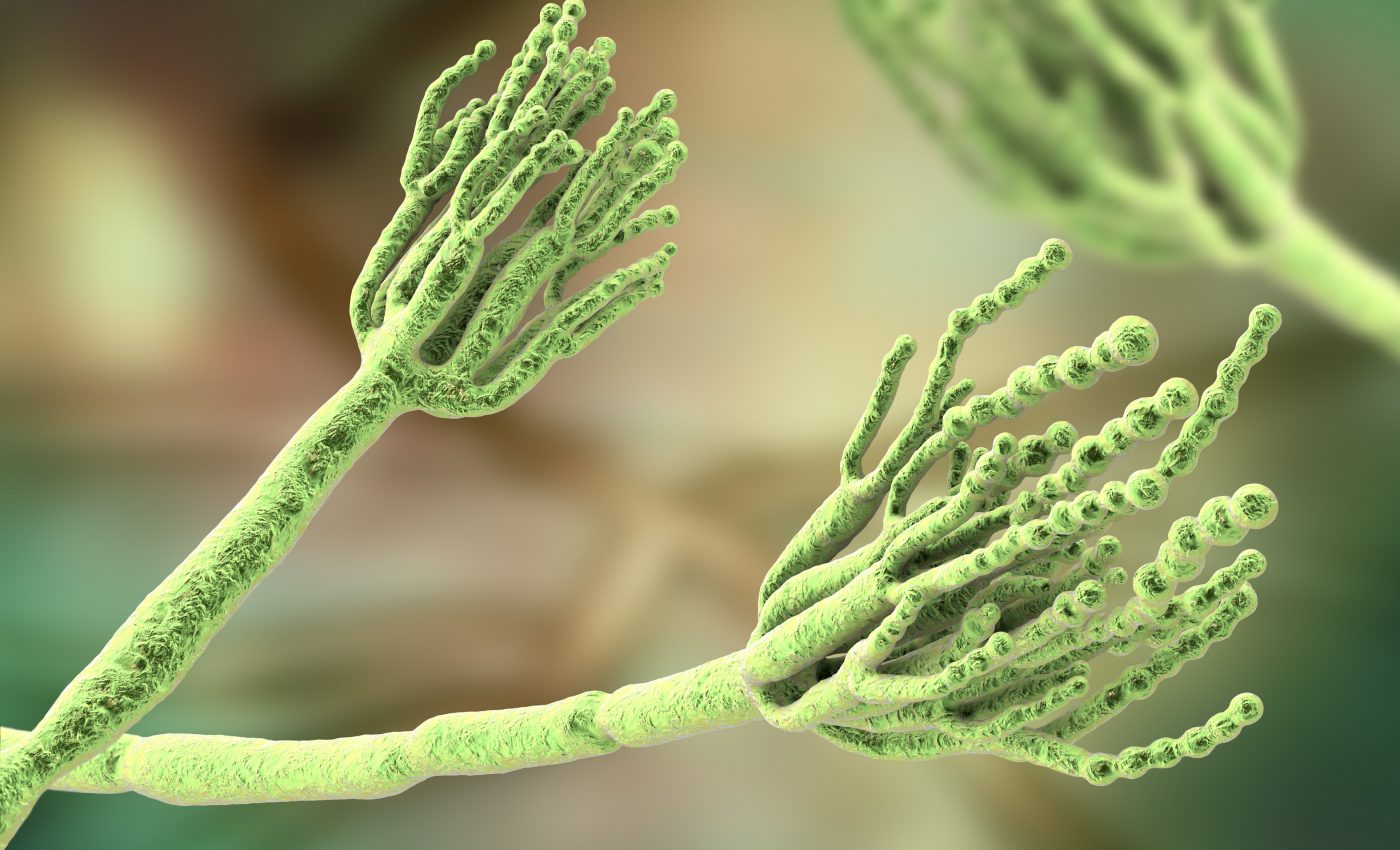 Fungi are everywhere… even when you can’t see them