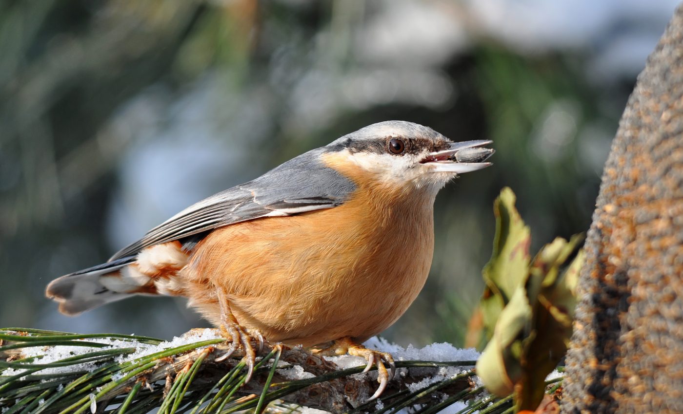Harsh winters are significantly impacting bird populations
