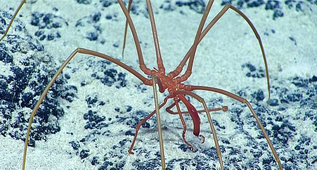 Sea spiders in Antarctica breathe through holes in their legs