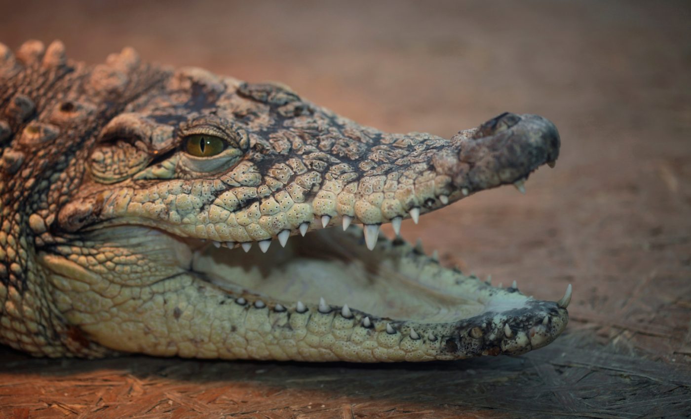 Crocodiles and birds have more in common than you might think