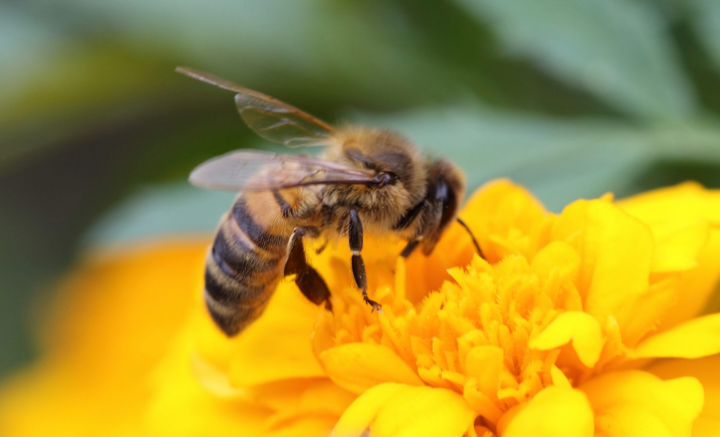 Pollinators existed long before flowers, new research suggests