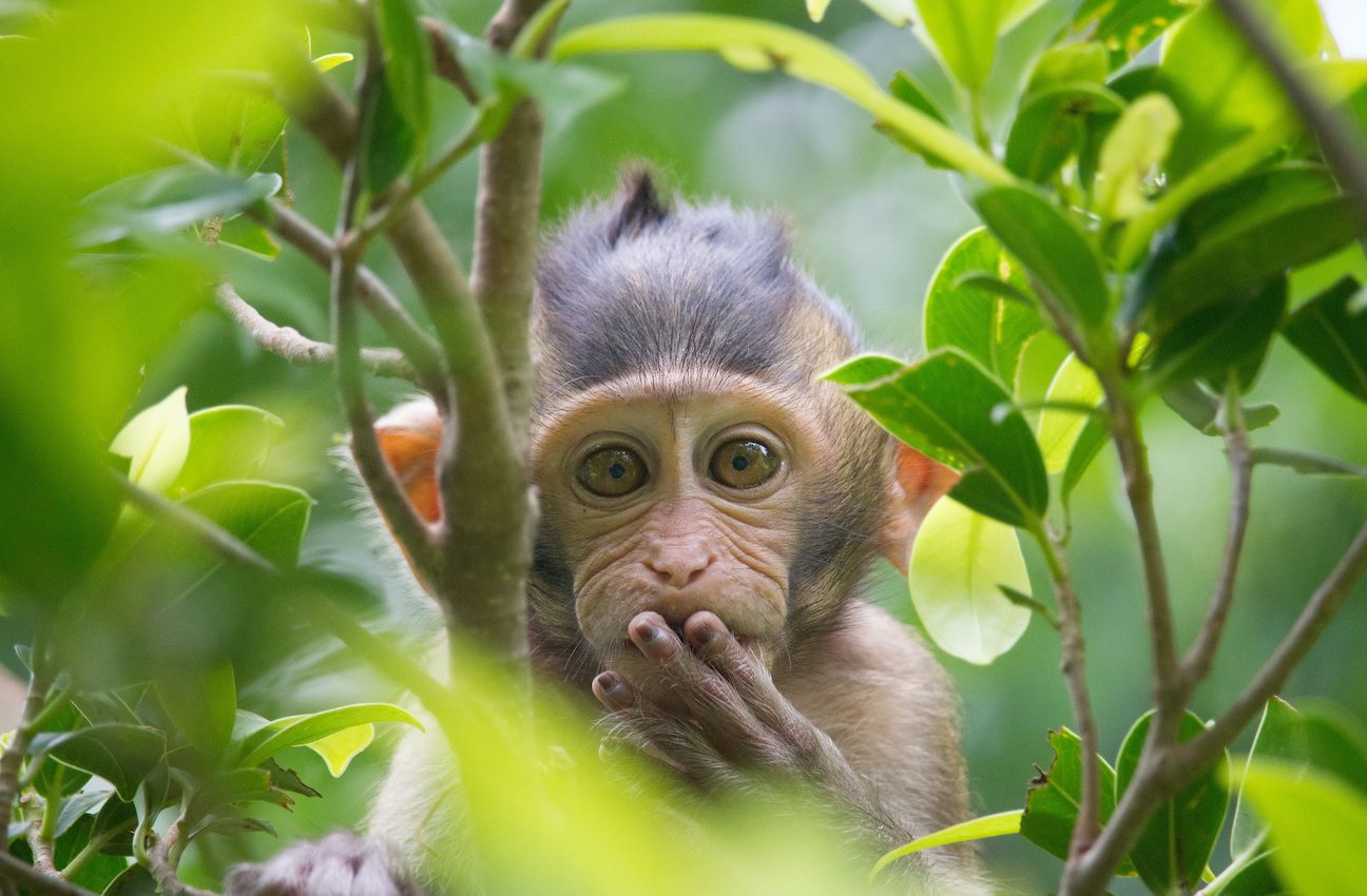 Scientists inject monkeys with human brain genes in controversial study
