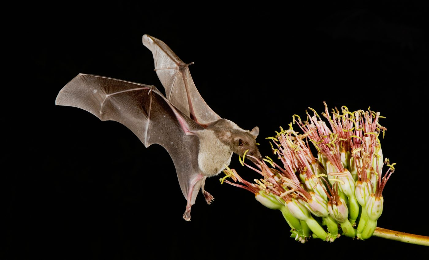 The best places to observe wild bats in the United States
