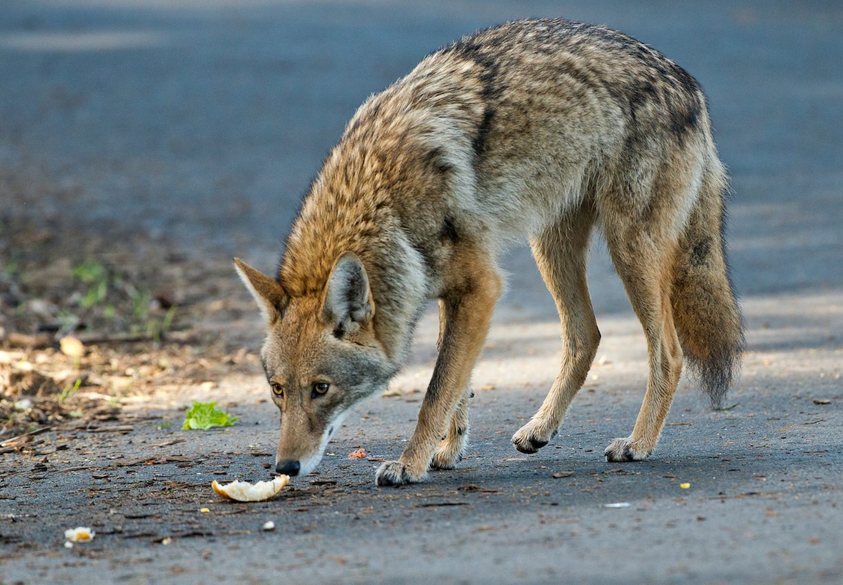 Squeezed into smaller spaces, carnivores interact more often