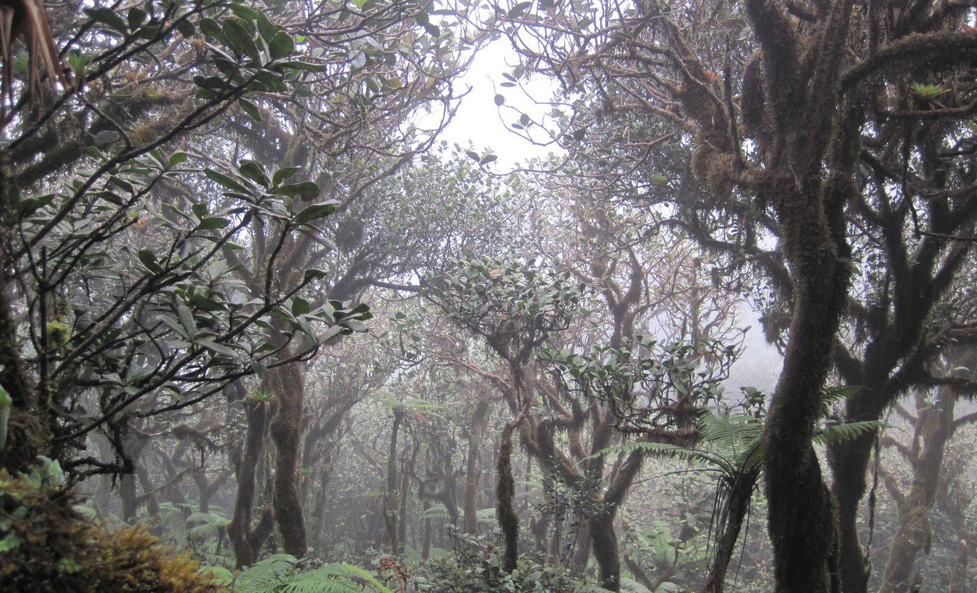 Neotropical cloud forests could lose their clouds by 2060