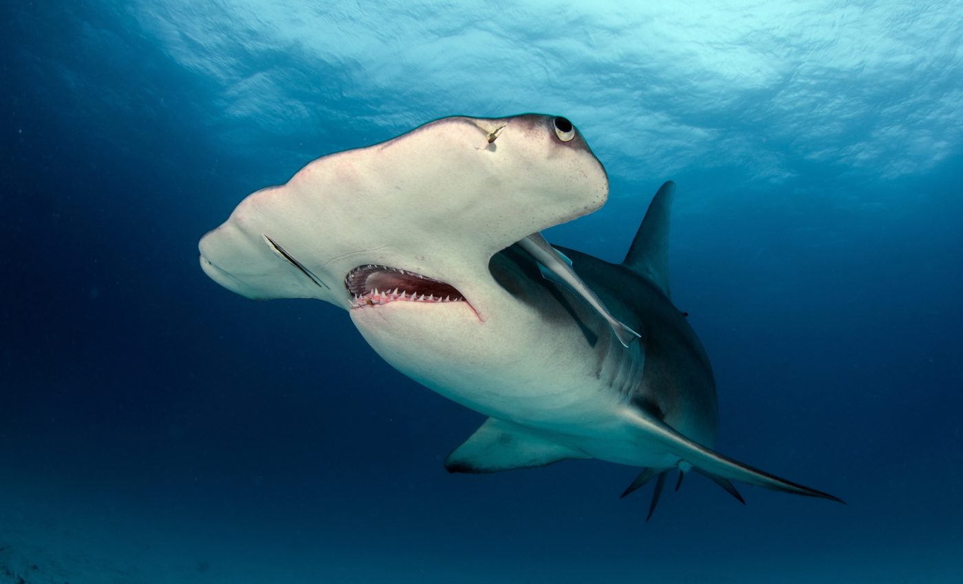 2.5 million fish are unintentionally caught each year in the Indian Ocean
