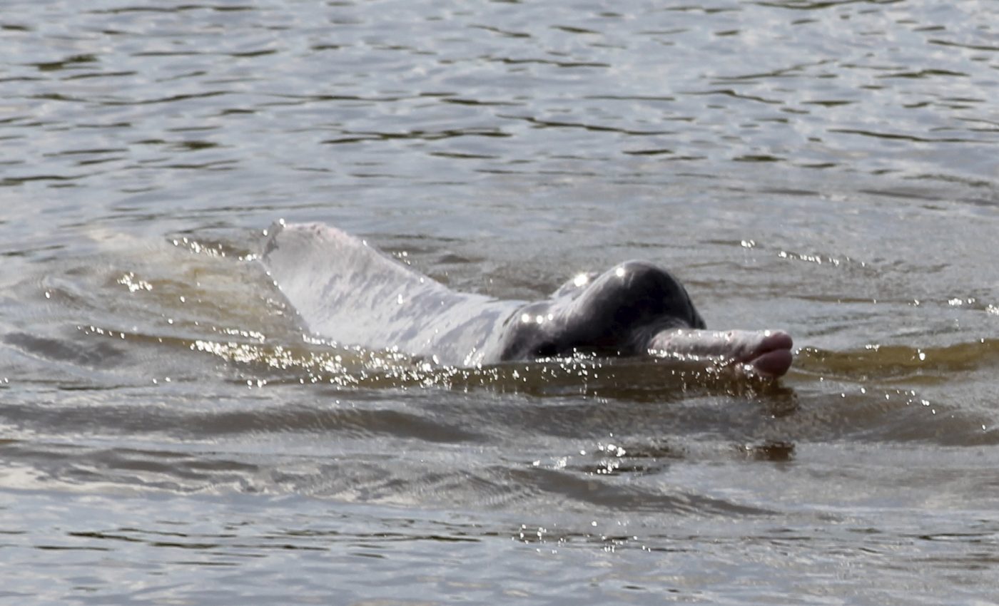 Brazilian river dolphins offer insight into marine mammal communication
