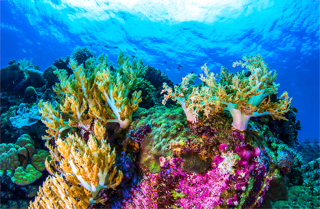 New technology can measure coral reef health from small water samples