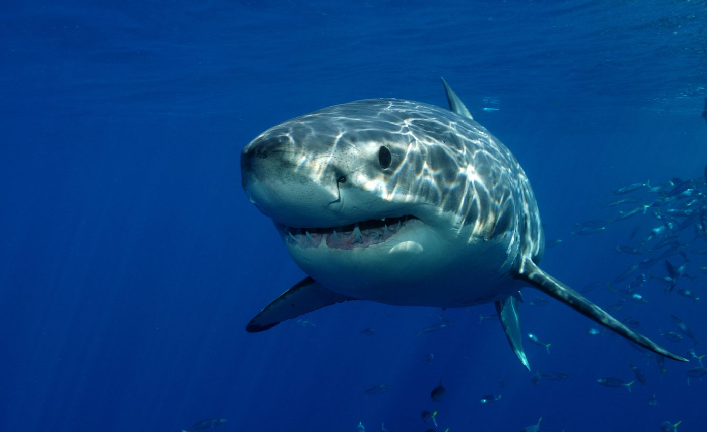 Even great white sharks flee from orcas