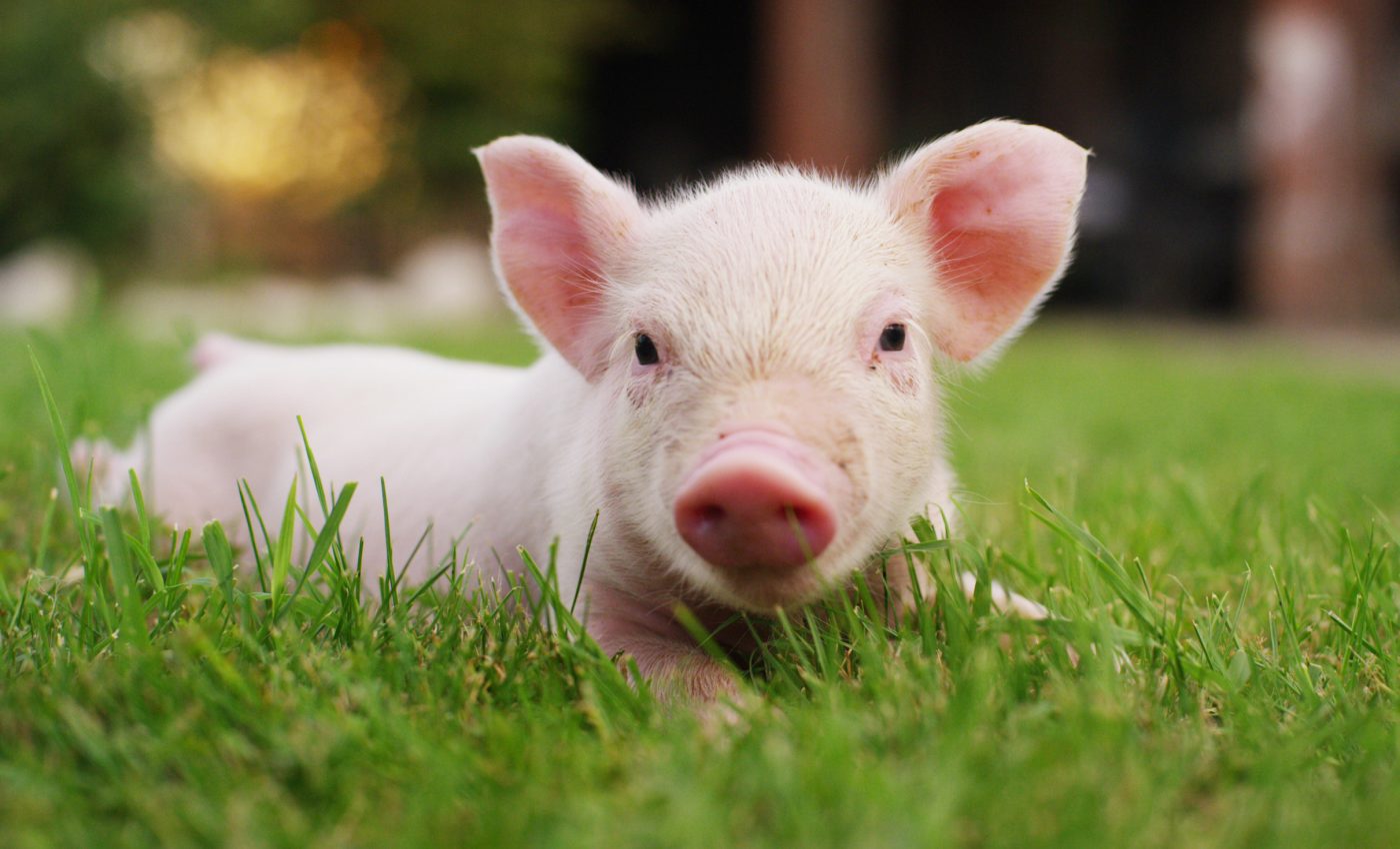 Pig brain shows signs of life hours after decapitation