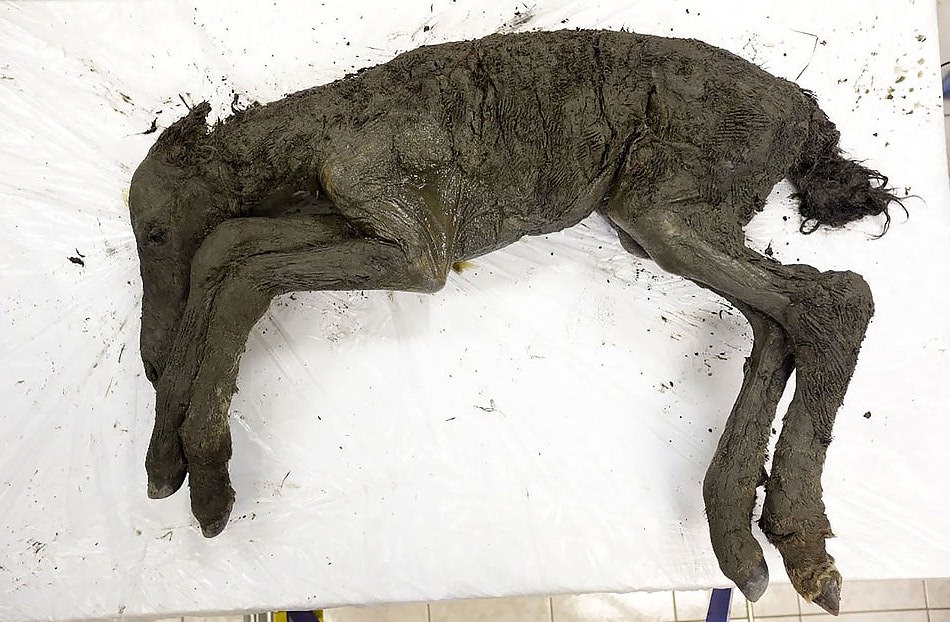 42,000-year-old horse still contains liquid blood and urine