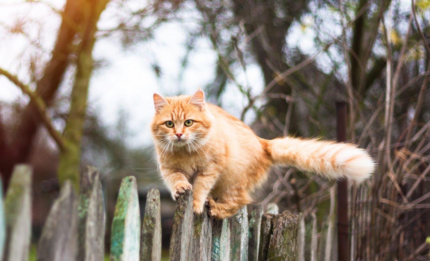 Outdoor cats are 3 times more likely to carry infections that cause disease