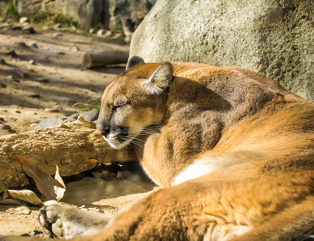 California mountain lions are in trouble - but we can help