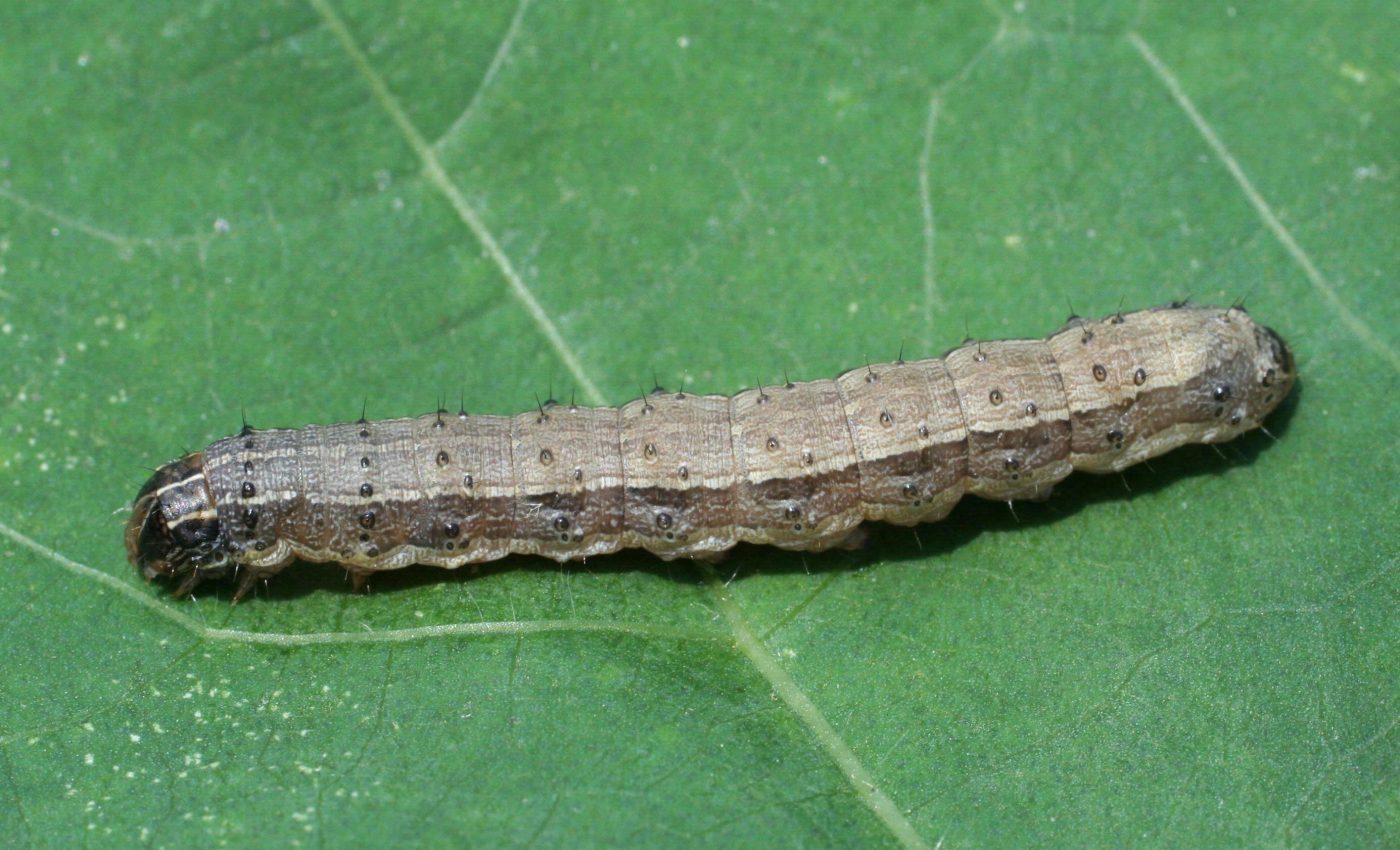 Grass variety may be the secret to beating armyworm infestations