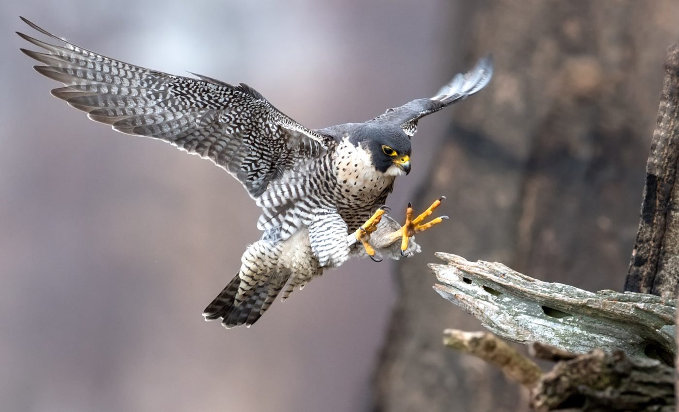 Peregrine falcons from both coasts found contaminated with mercury