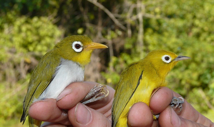 Two new white-eye bird species discovered on the same Indonesian island