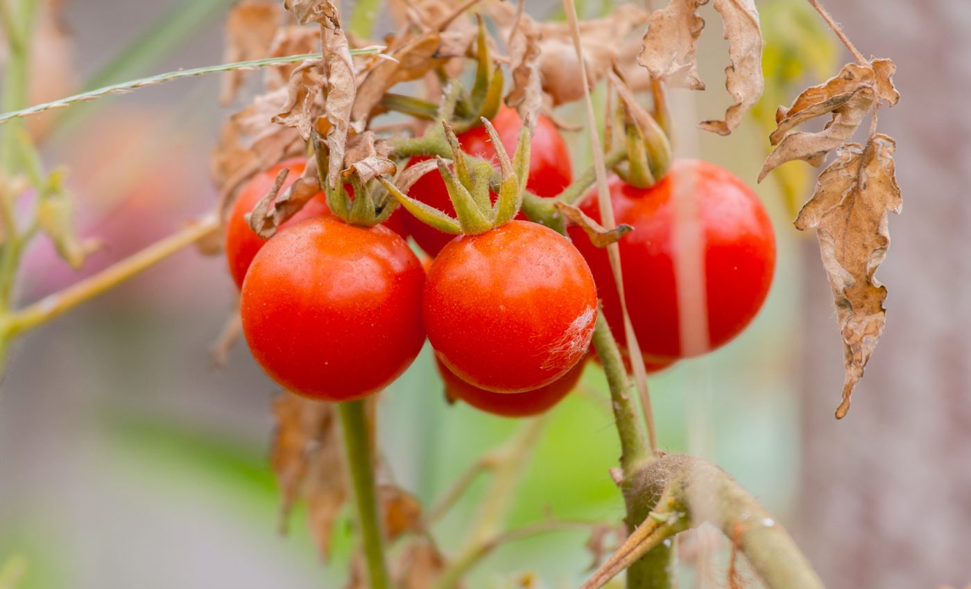 Tomatoes can be bred with insect-resistant genes instead of pesticides