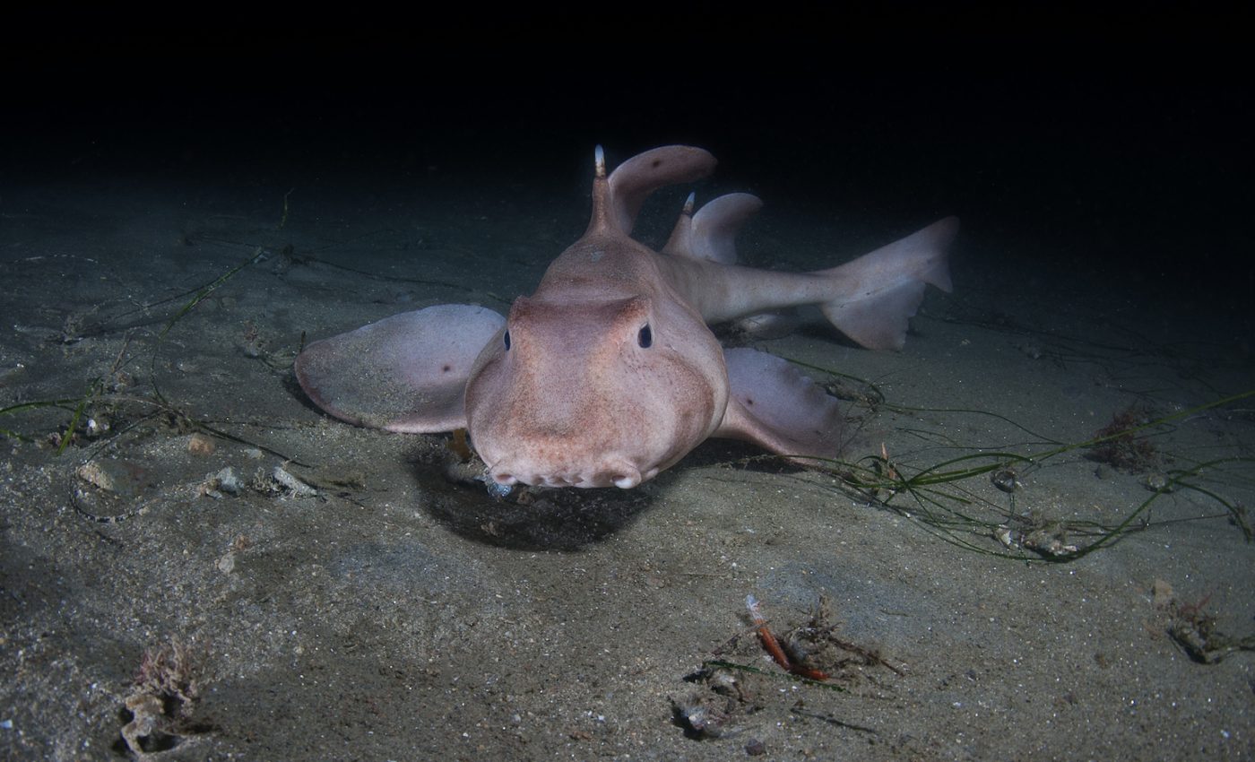It’s feast or famine for creatures on the ocean floor