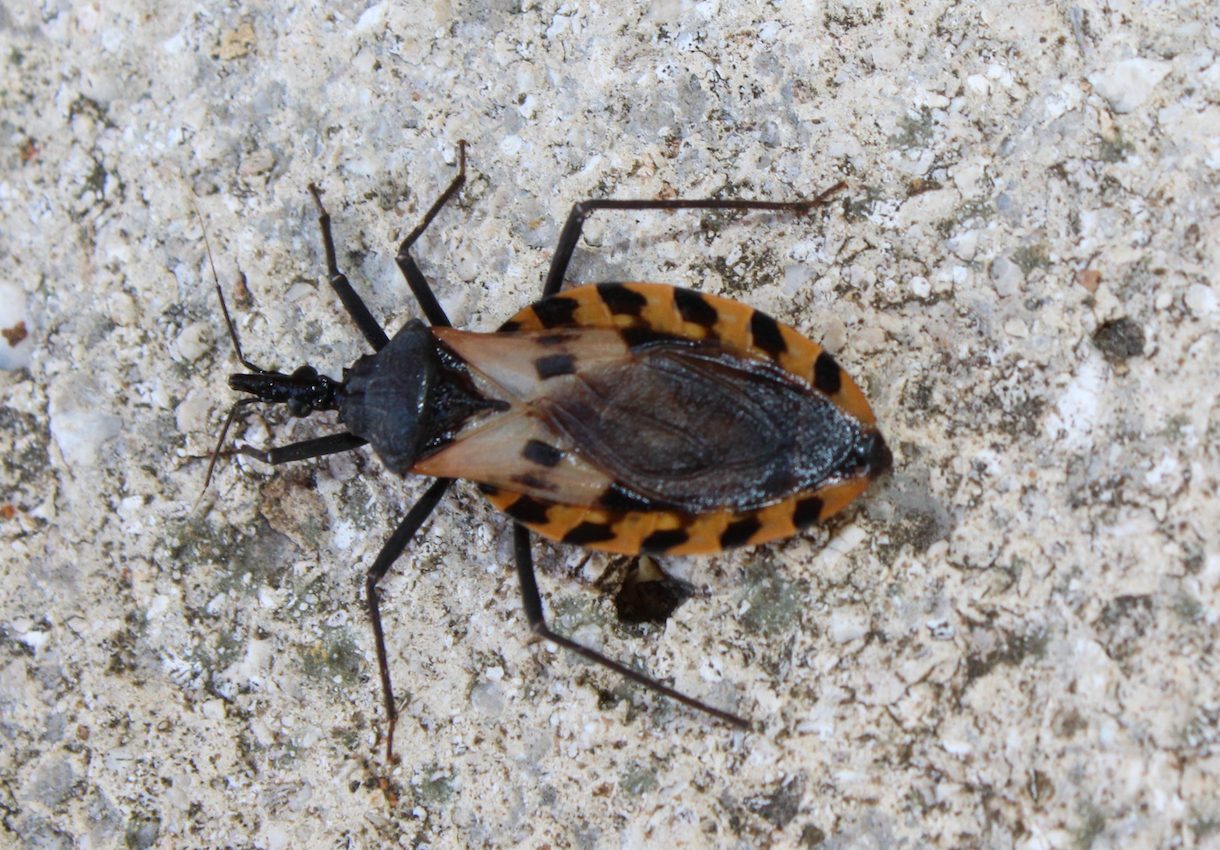 Dangerous, blood-sucking kissing bug found in Delaware