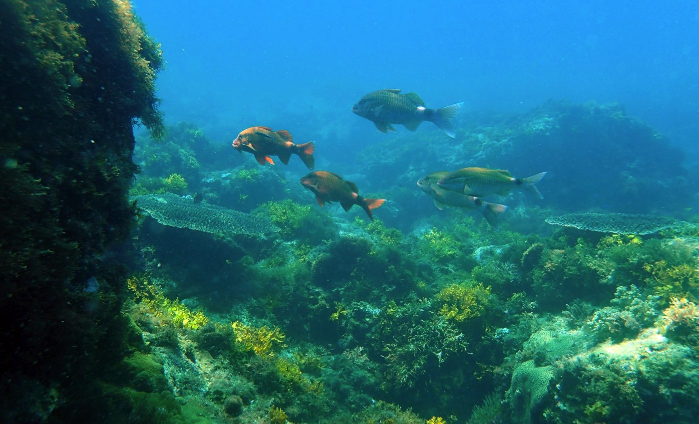 The global consequences of ocean acidification could be massive