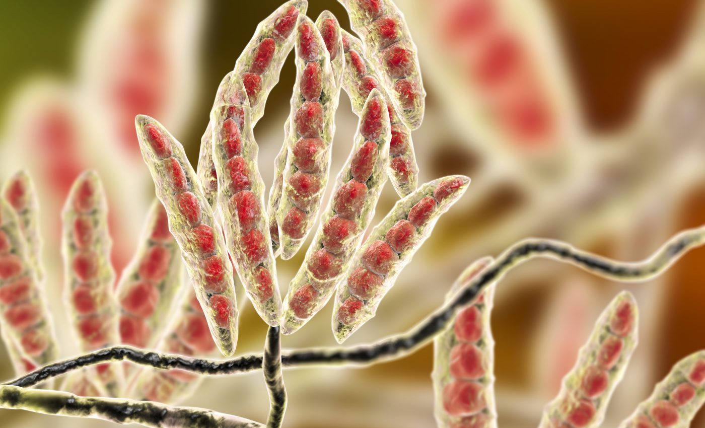 Health threats posed by toxic fungi in space are still unknown