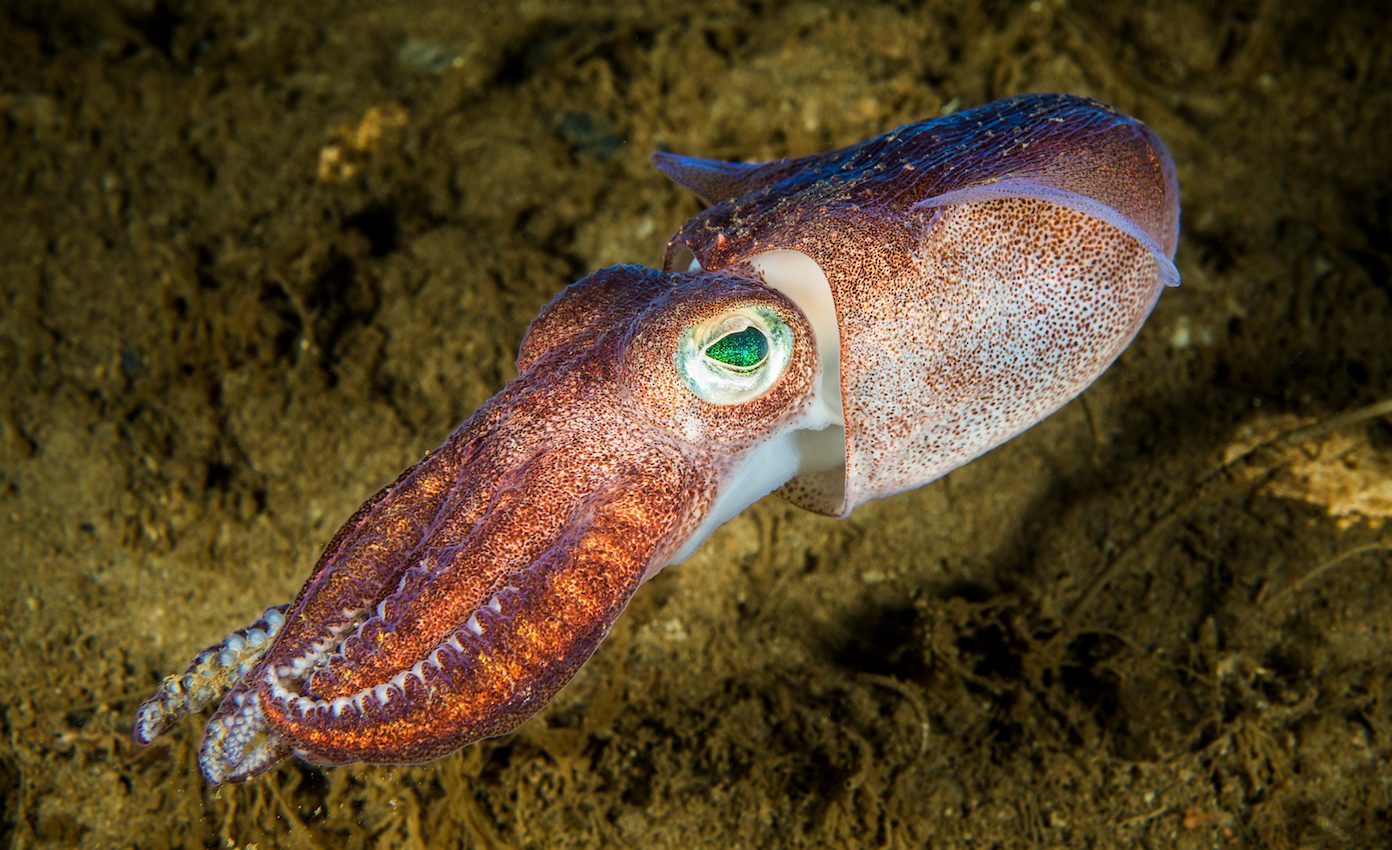 Newly designed space blanket was inspired by the skin of squid