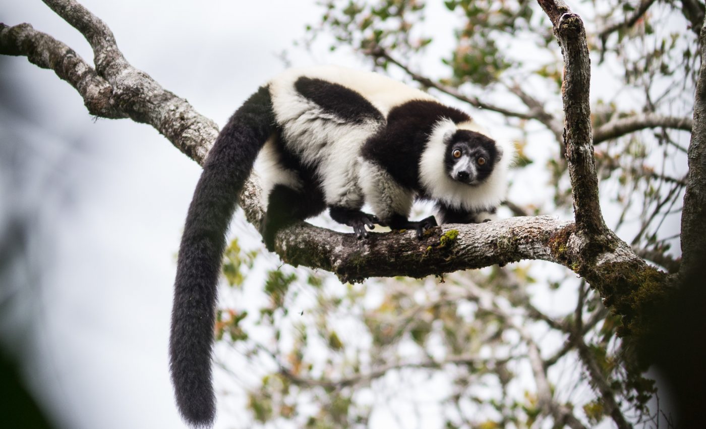 Experts call for new government to rescue Madagascar’s wildlife