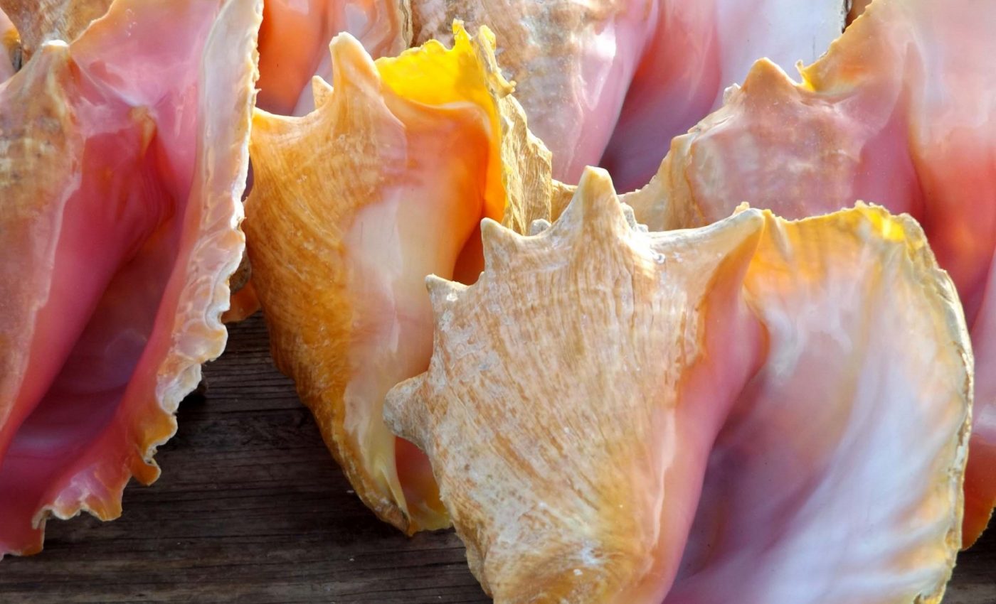 Seashell souvenirs can cause overharvesting of species