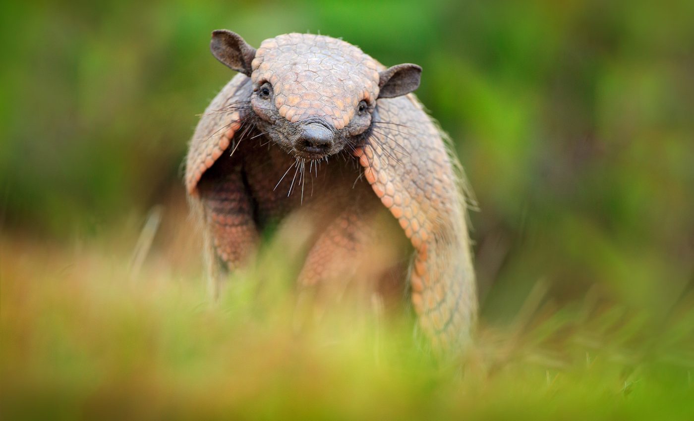 Prehistoric atmospheric changes led to South American mammal diversity