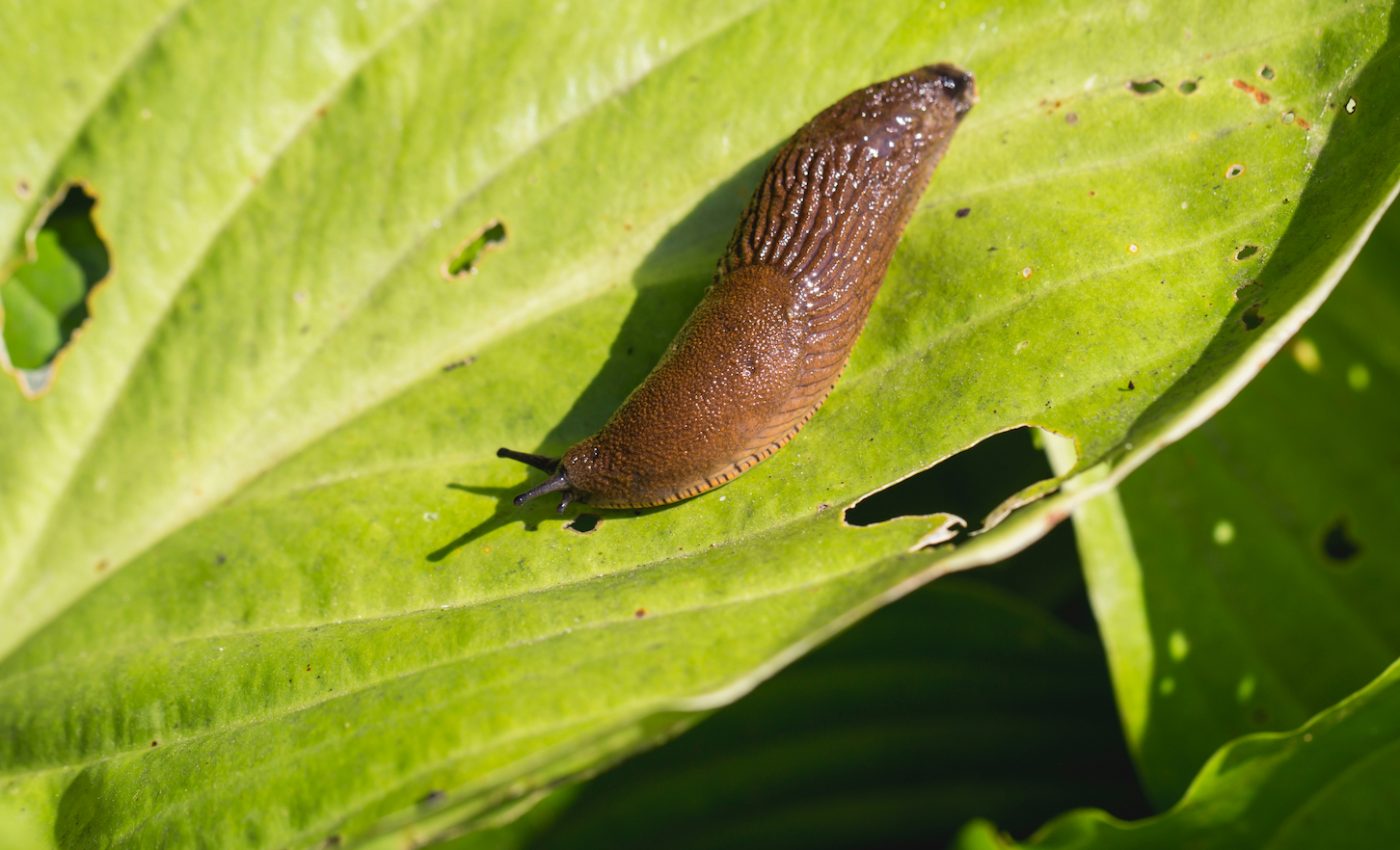 Lager beer can be a secret weapon in battling garden slugs