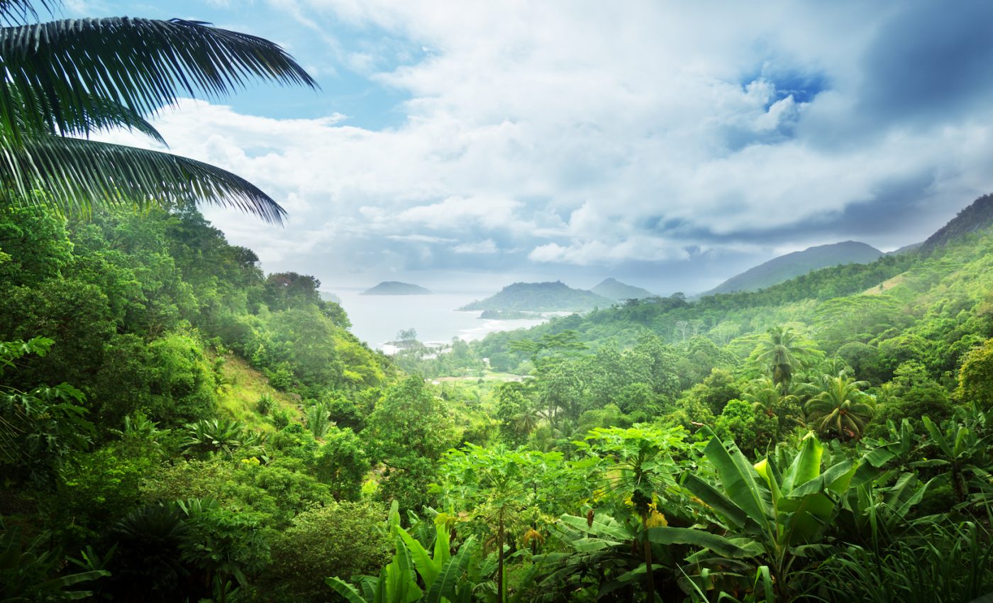 Harnessing the power of plants to fight climate change