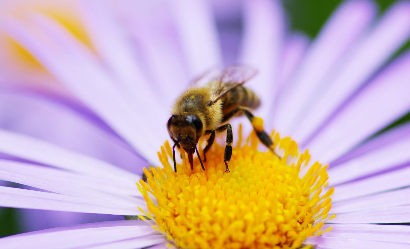 Pesticide exposure impairs the flight performance of bees