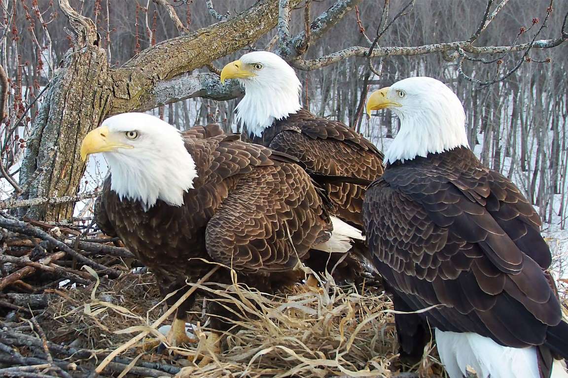 Three birds on one nest: Bald eagles showcase surprising teamwork