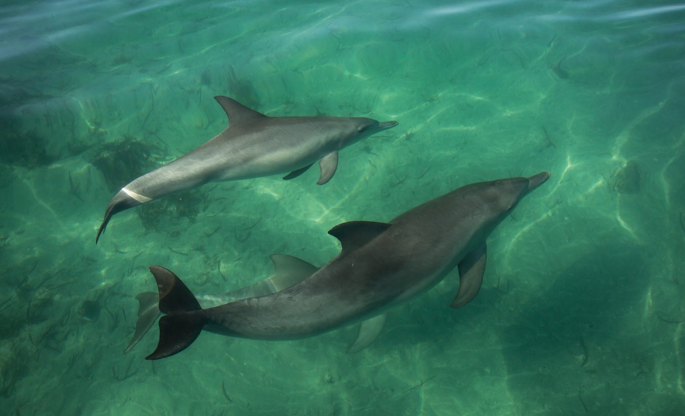 Marine heat waves threaten the survival of dolphins and other mammals