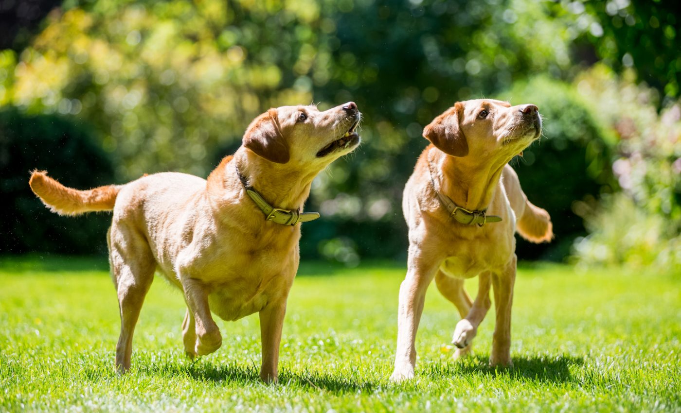 Domesticated dogs inherited their prosocial tendencies from wolves